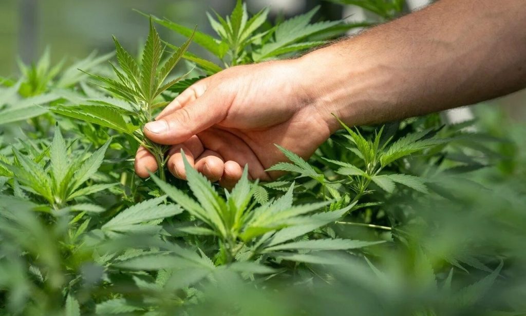 Top Tips to Use When Choosing an Online Weed Dispensary to Do Business With