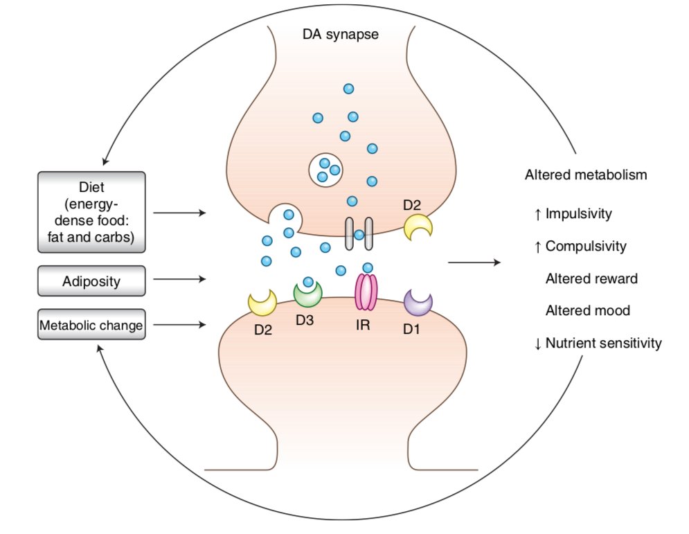 tesofensine-when-to-take_1751908102