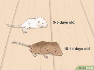 what-do-baby-mice-eat-when-their-eyes-are-closed_1751908659