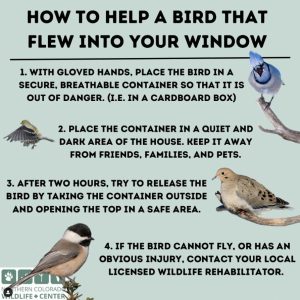 what-does-it-mean-when-a-bird-hits-your-window-and-flies-away_1751906523