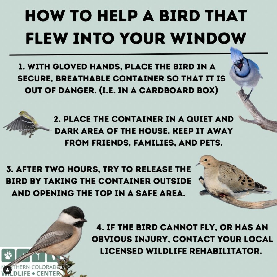 what-does-it-mean-when-a-bird-hits-your-window-and-flies-away_1751906523