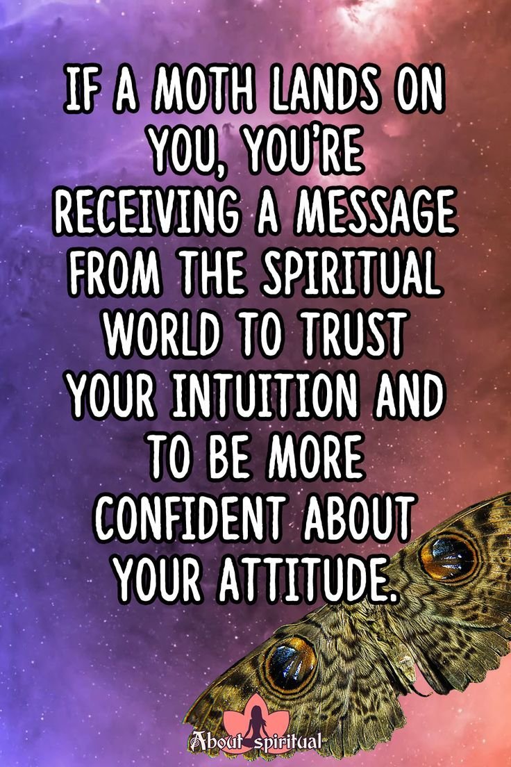 what-does-it-mean-when-a-moth-lands-on-you_1751907007