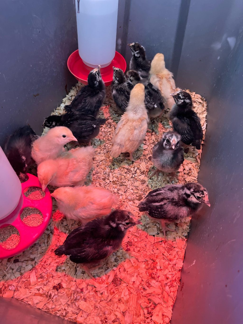 when-can-chicks-stay-outside-at-night_1751905506