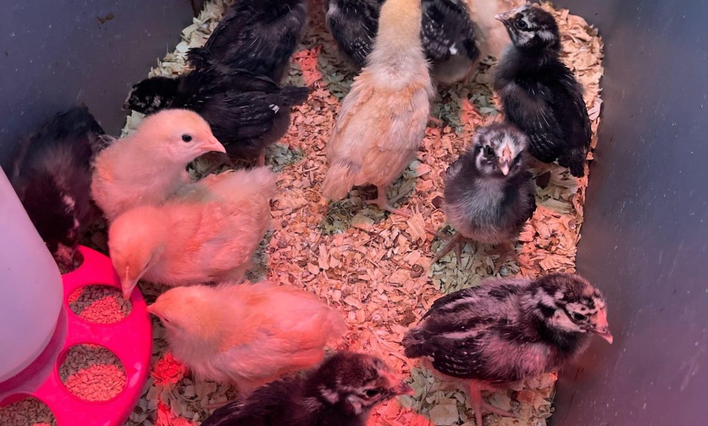 when-can-chicks-stay-outside-at-night_1751905506