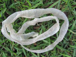 when-do-snakes-shed-their-skin_1751908691