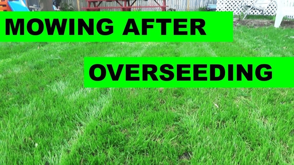 when-to-mow-after-overseeding_1751907303