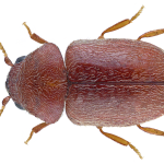 Cigarette Beetle – Professional Pest Management for Stored Product Protection
