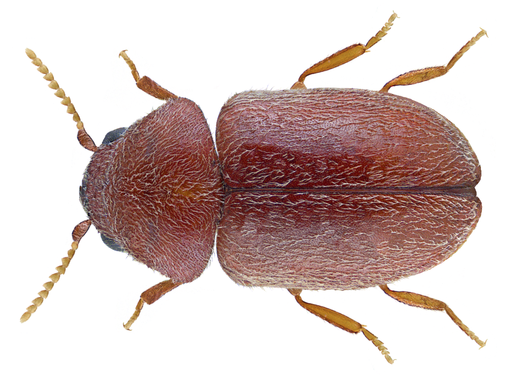 Cigarette Beetle – Professional Pest Management for Stored Product Protection