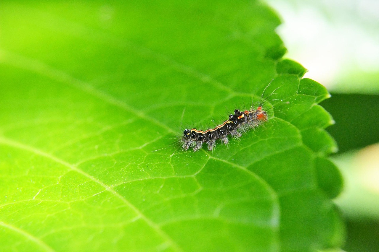 Cigarette Beetle – Professional Pest Management for Stored Product Protection