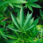 Cheap Weed Canada – Understanding Cannabis Pricing and Product Quality