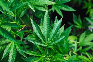 cannabis pricing