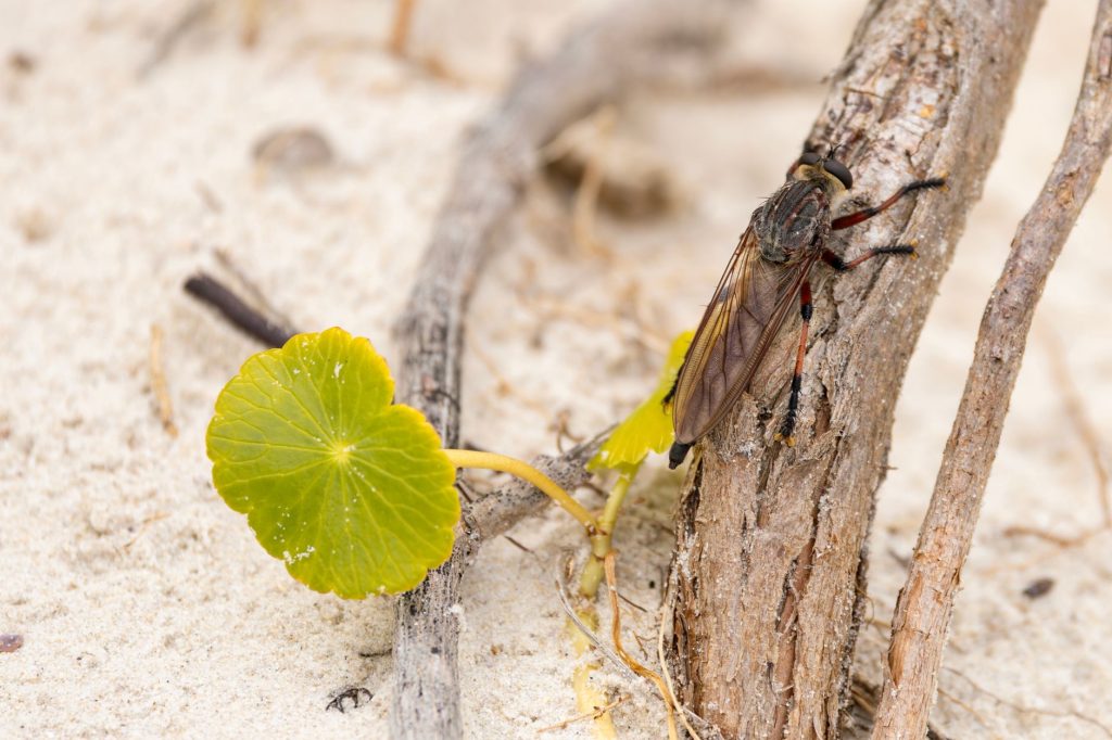Australian stick insect species