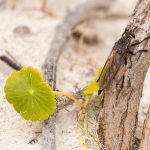 Australian stick insect species: Clear case of mistaken identity