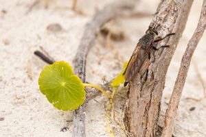 Australian stick insect species